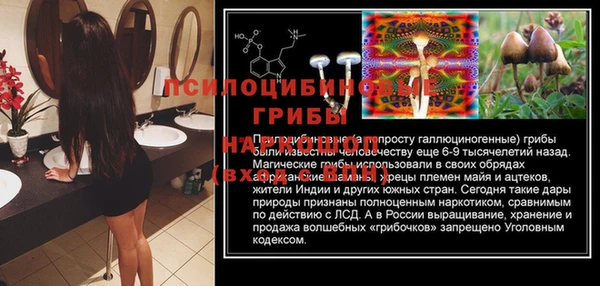PSILOCYBIN Белокуриха
